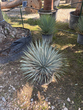 Yucca Rostrata